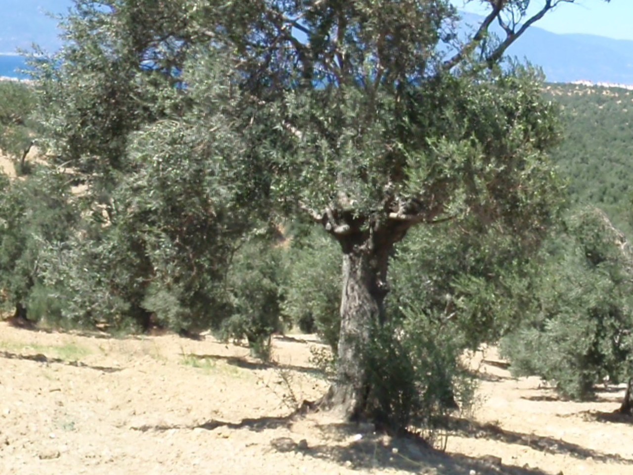 Hatay çevresinde zeytin ağaçları ve doğal görünüm