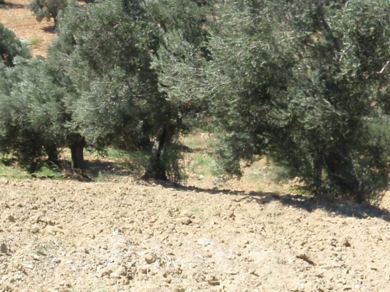 Ayvalık çevresinde zeytin ağaçları ve doğal görünüm