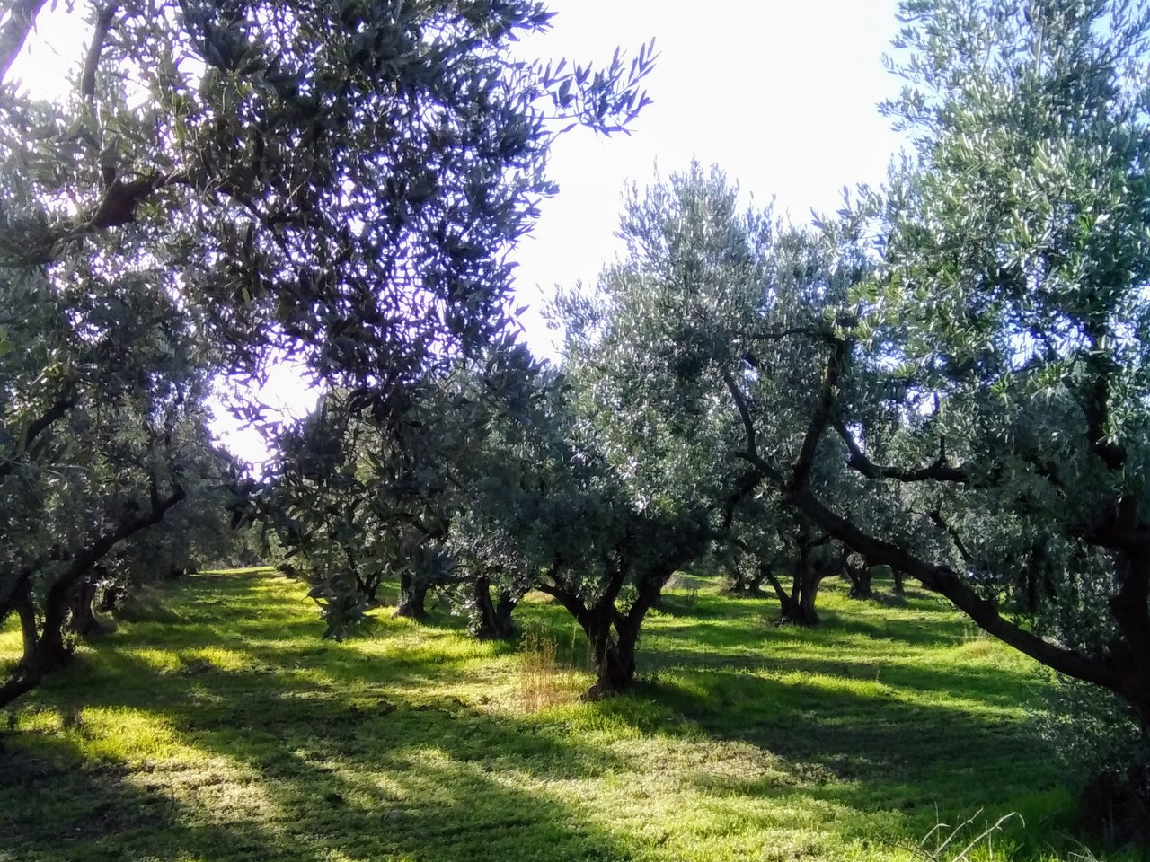Edirne çevresinde zeytin ağaçları ve doğal görünüm