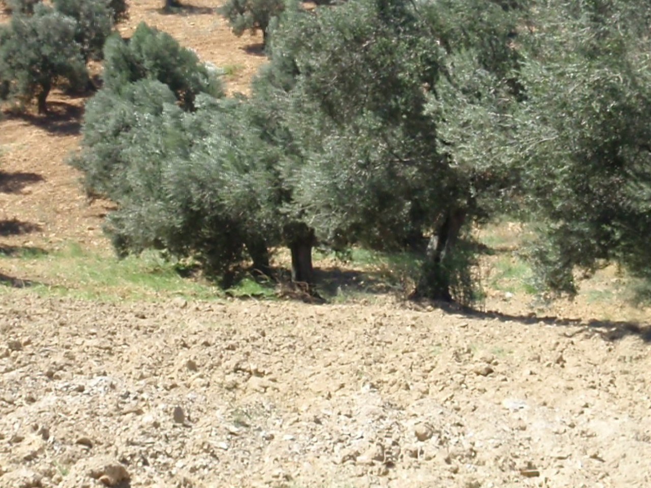 Akhisar çevresinde zeytin ağaçları ve doğal görünüm