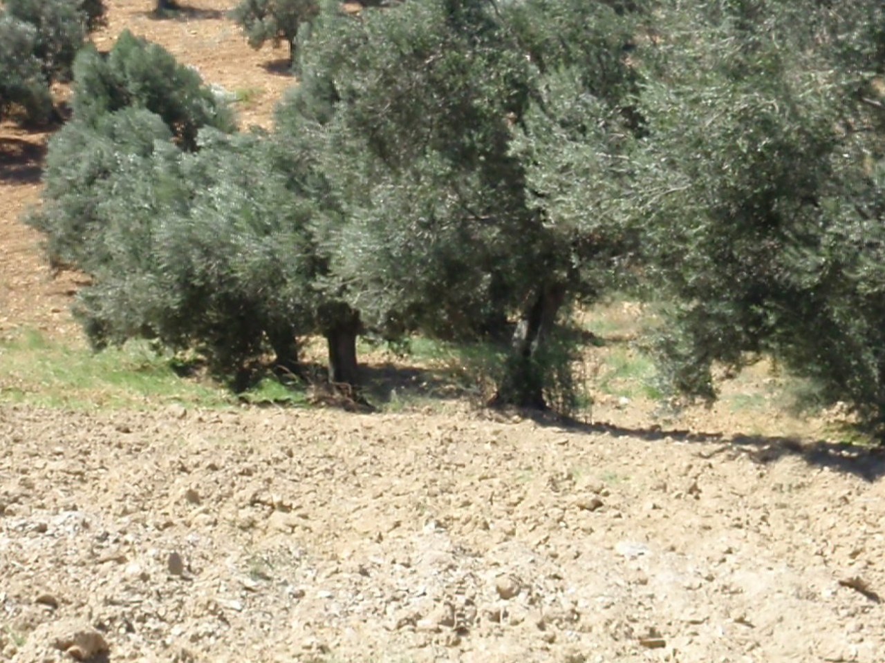 Eceabat çevresinde zeytin ağaçları ve doğal görünüm