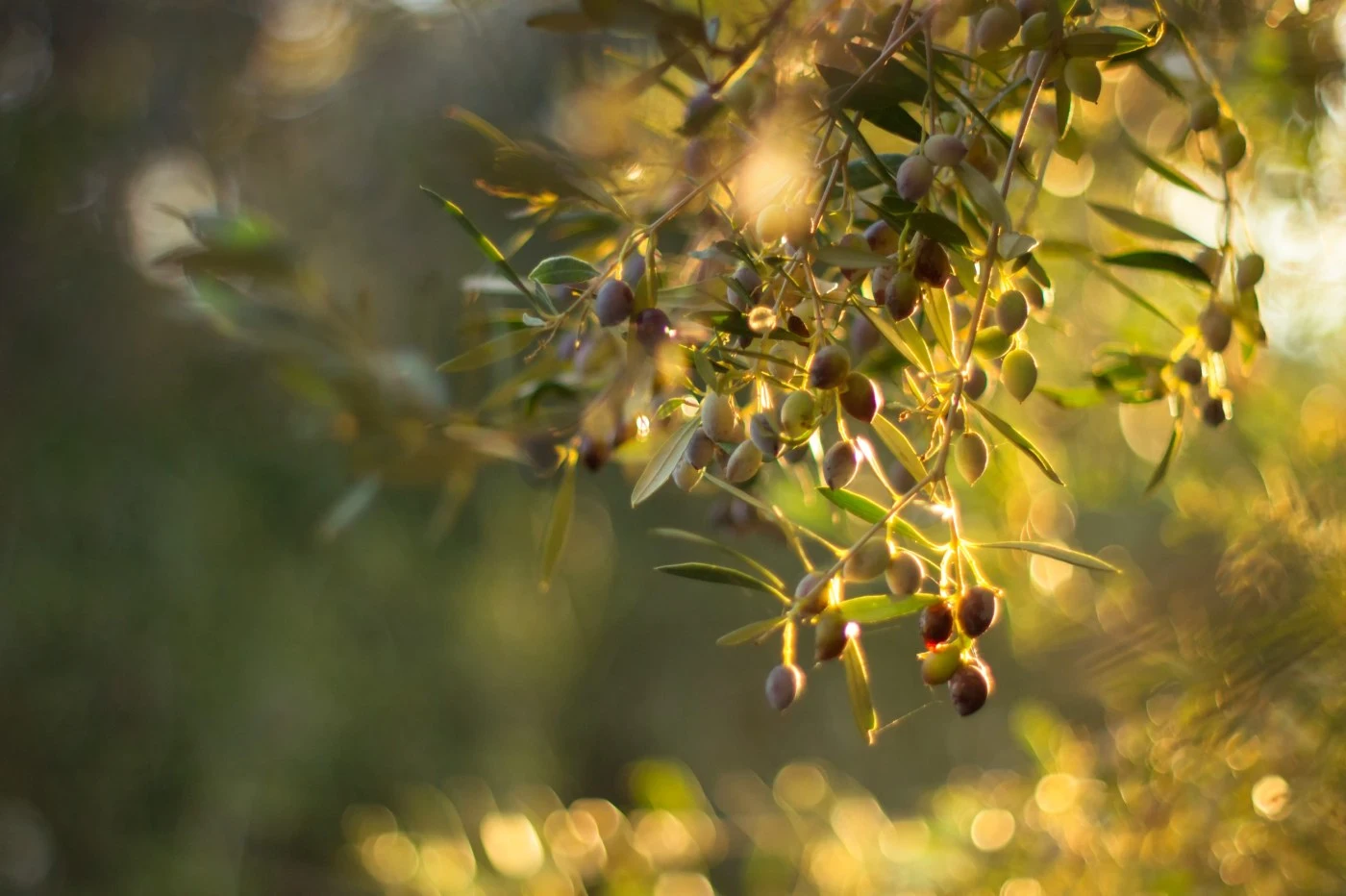 Dalgıçoğlu şişe görseli 2