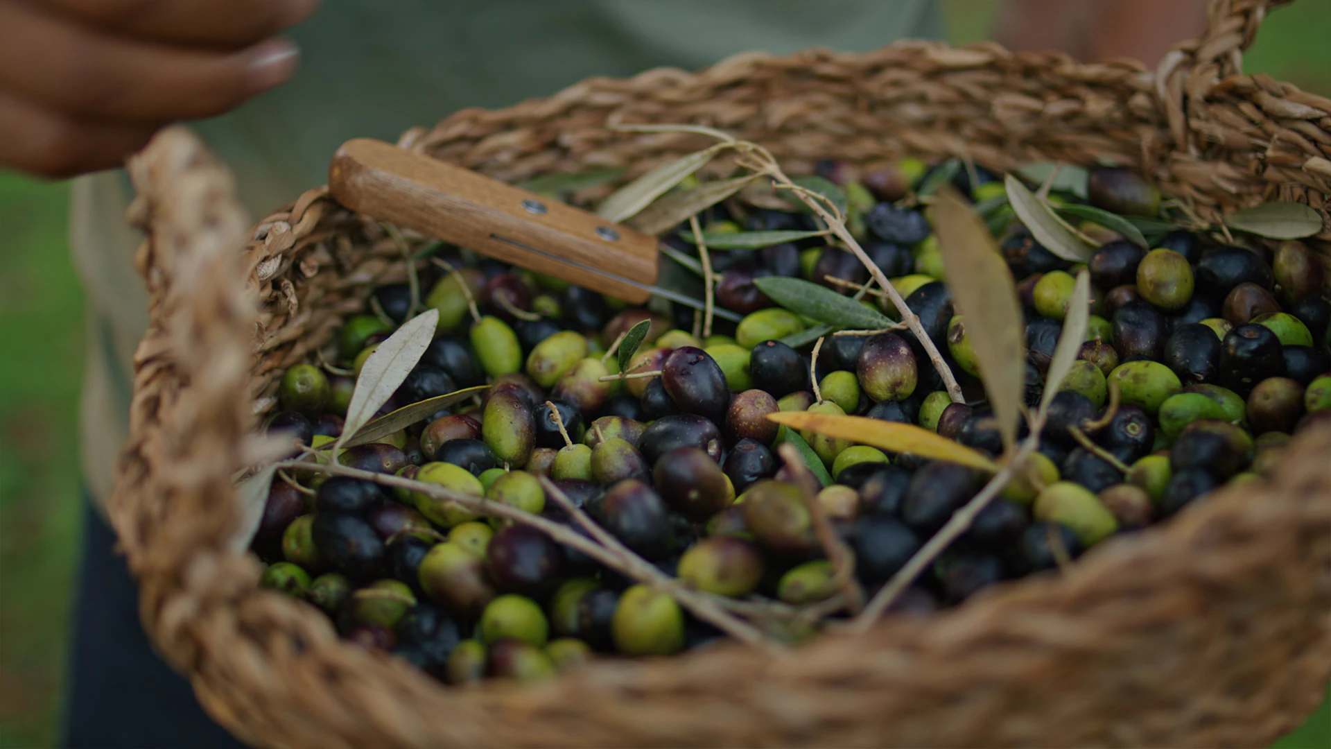 Dono Terra hakkında görseli