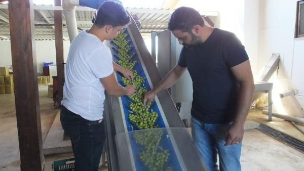 Edremit Körfezi şişe görseli 3