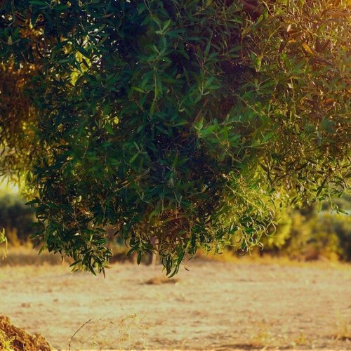 Edremith hakkında görseli