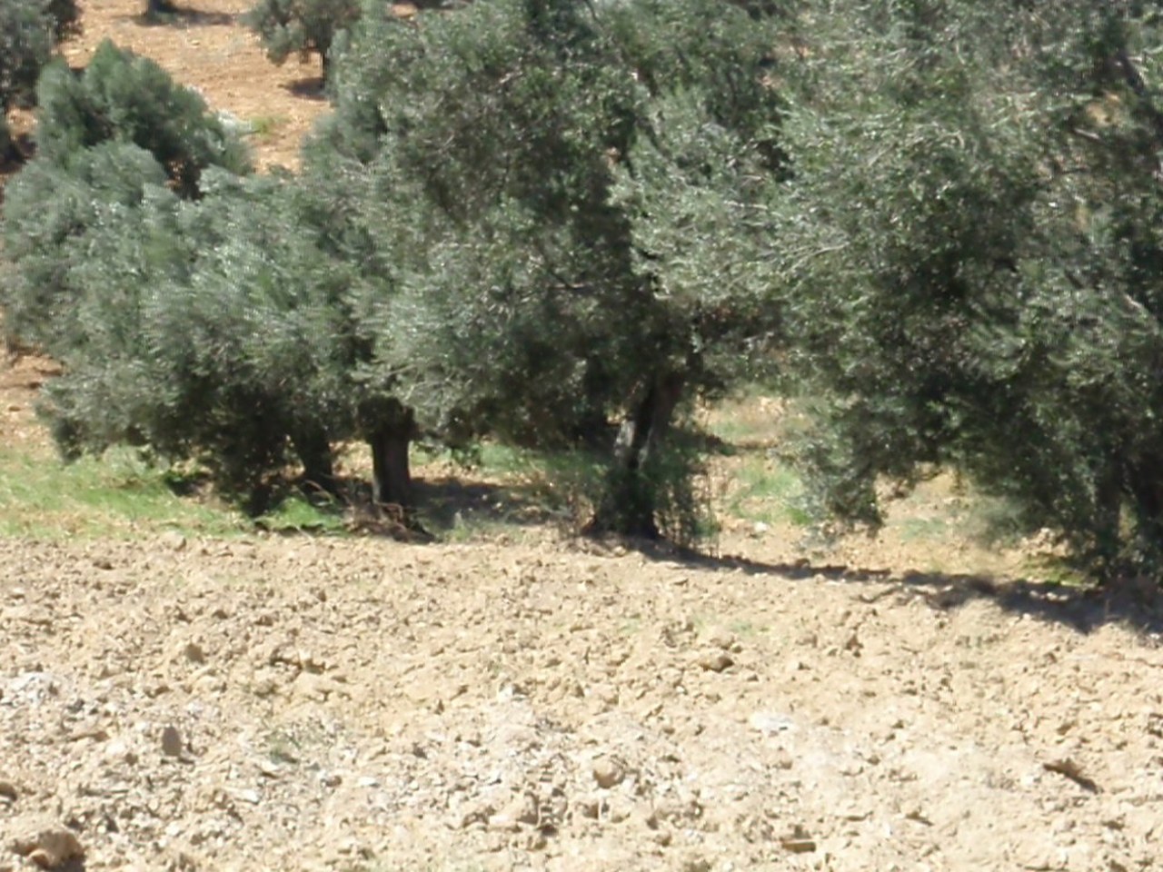 Tarsus çevresinde zeytin ağaçları ve doğal görünüm