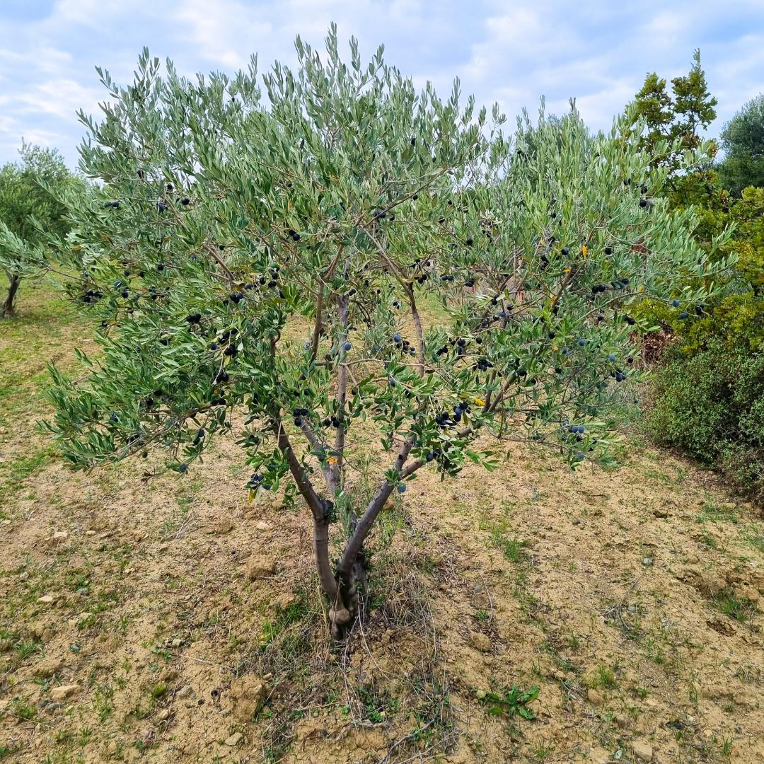 Ege Masalı hakkında görseli
