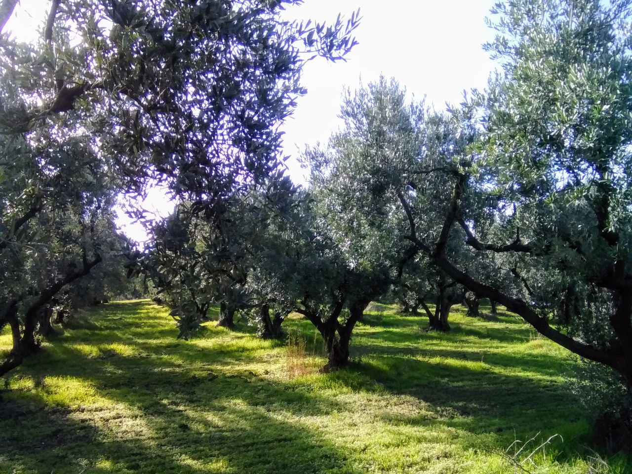 Gökçeada çevresinde zeytin ağaçları ve doğal görünüm