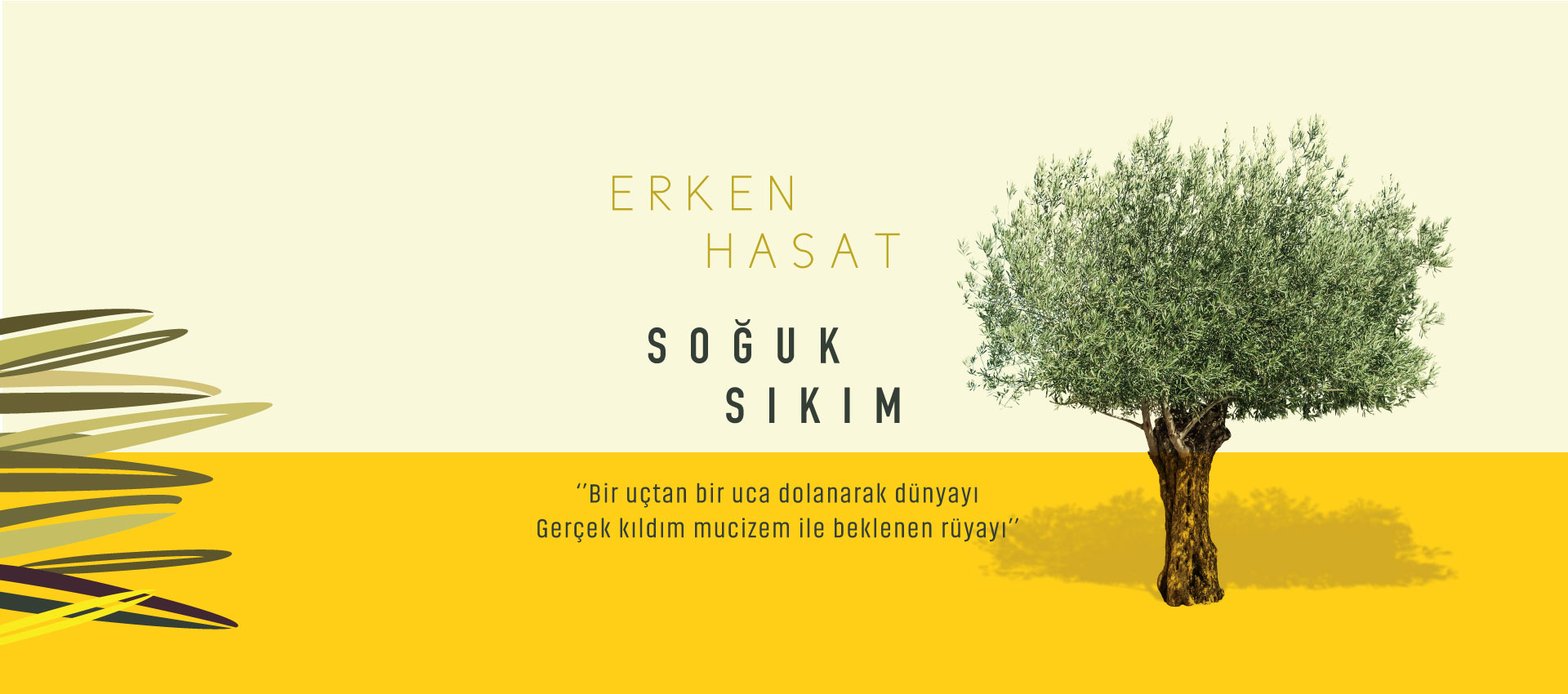 Ezra Olive Oil hakkında görseli