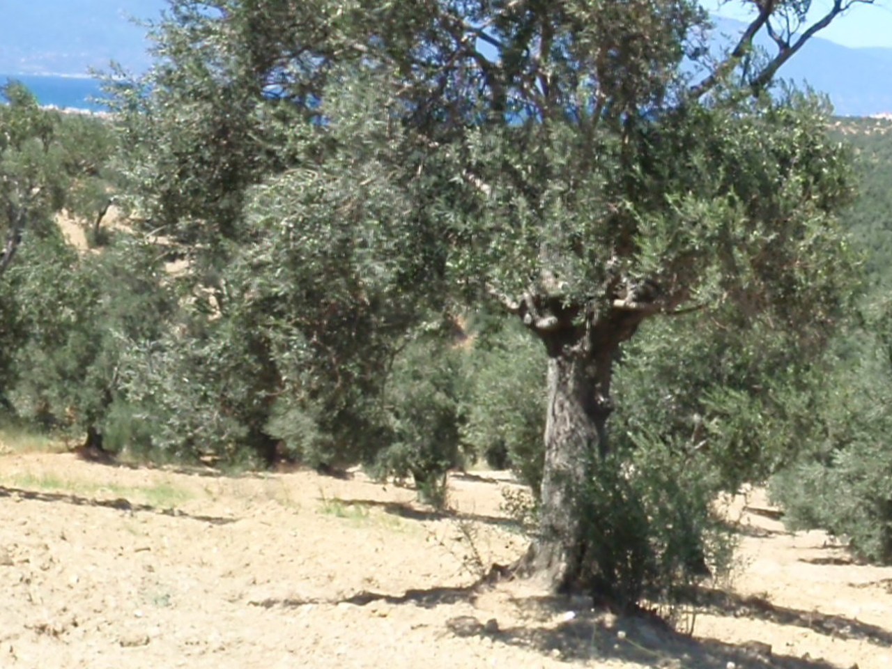 Ayvalık çevresinde zeytin ağaçları ve doğal görünüm
