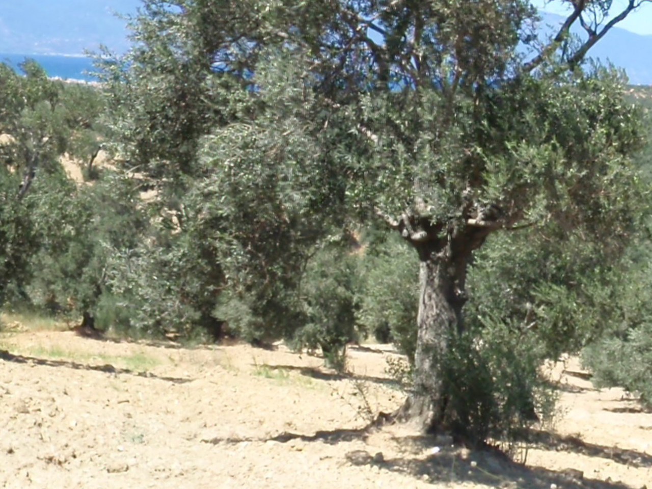 Milas çevresinde zeytin ağaçları ve doğal görünüm
