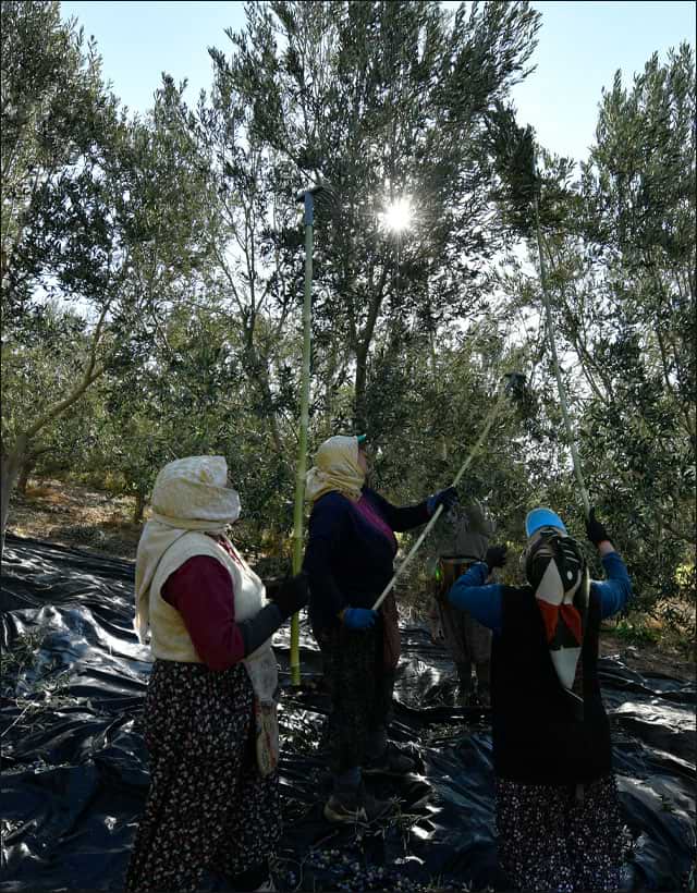 Gaia Oliva hakkında görseli