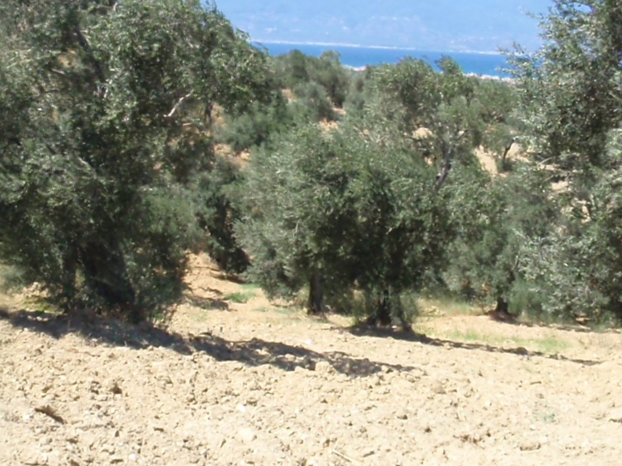 Ayvalık çevresinde zeytin ağaçları ve doğal görünüm