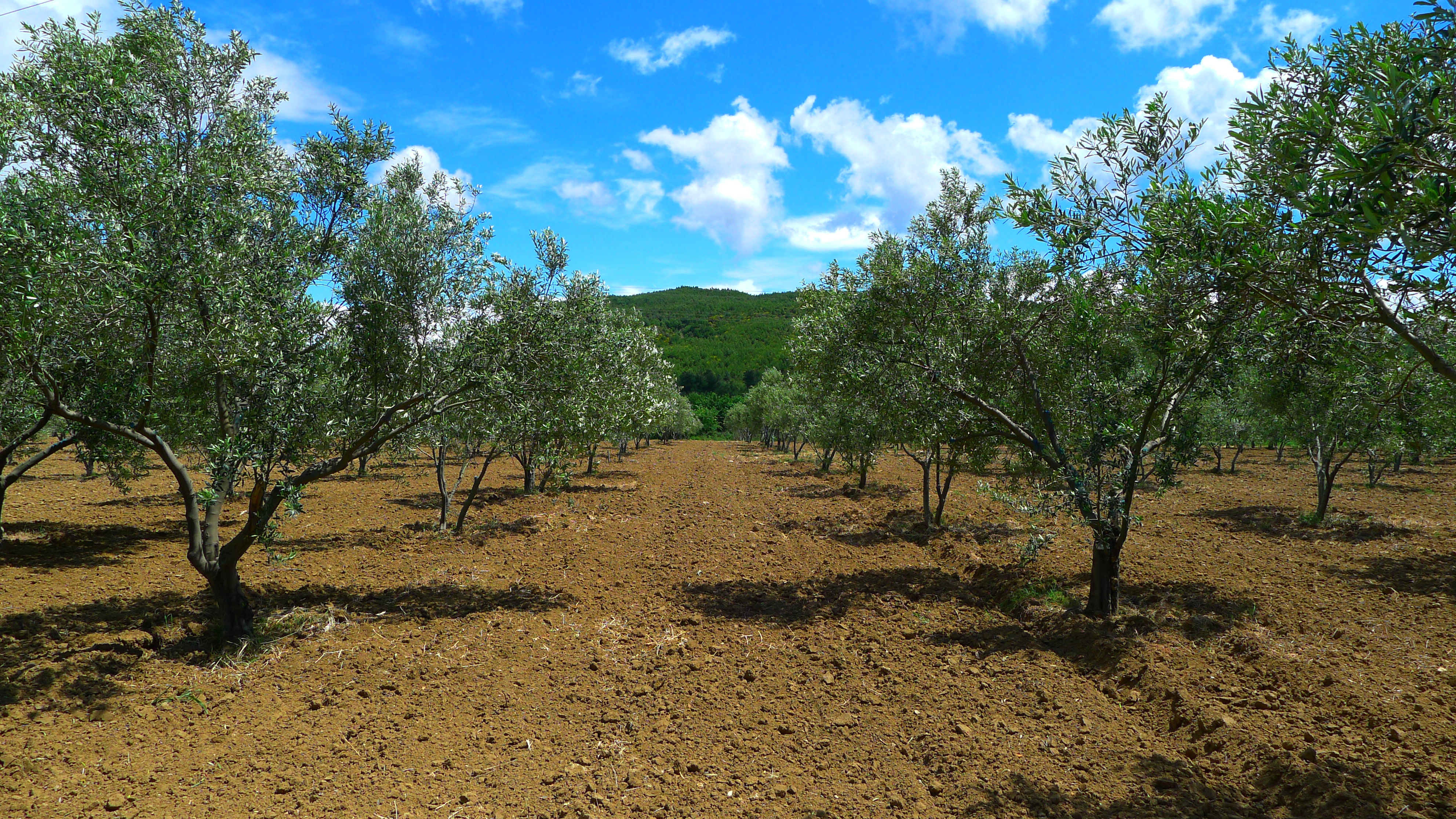 Gallipolive hakkında görseli