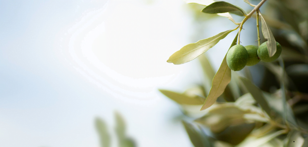 Gemlik Zeytincisi hakkında görseli