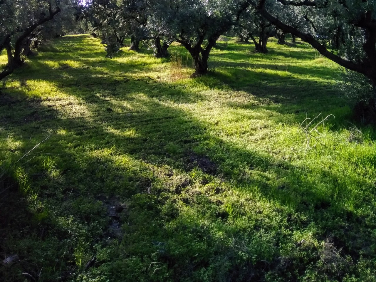 Gemlik çevresinde zeytin ağaçları ve doğal görünüm