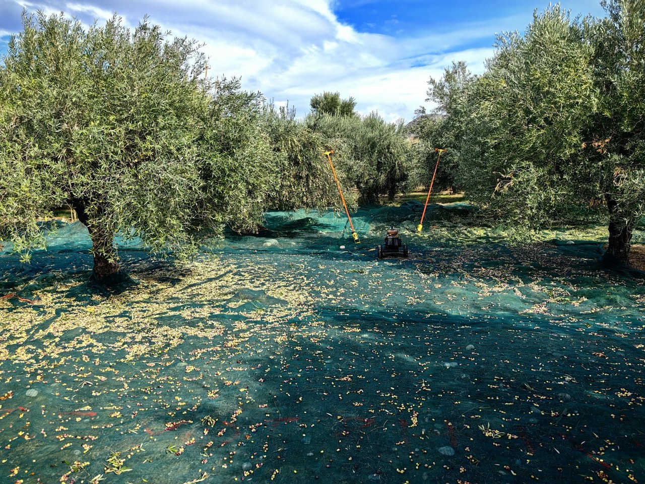 Seferihisar çevresinde zeytin ağaçları ve doğal görünüm