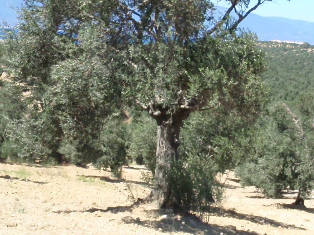 Erzin çevresinde zeytin ağaçları ve doğal görünüm