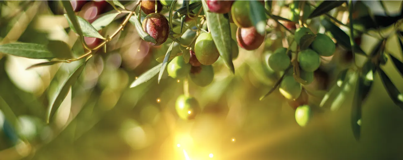 İlyada hakkında görseli