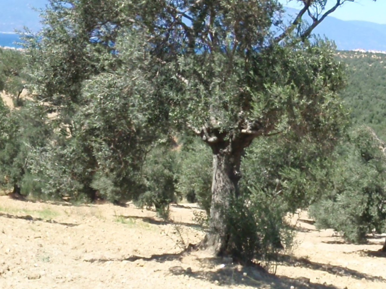 Ayvalık çevresinde zeytin ağaçları ve doğal görünüm