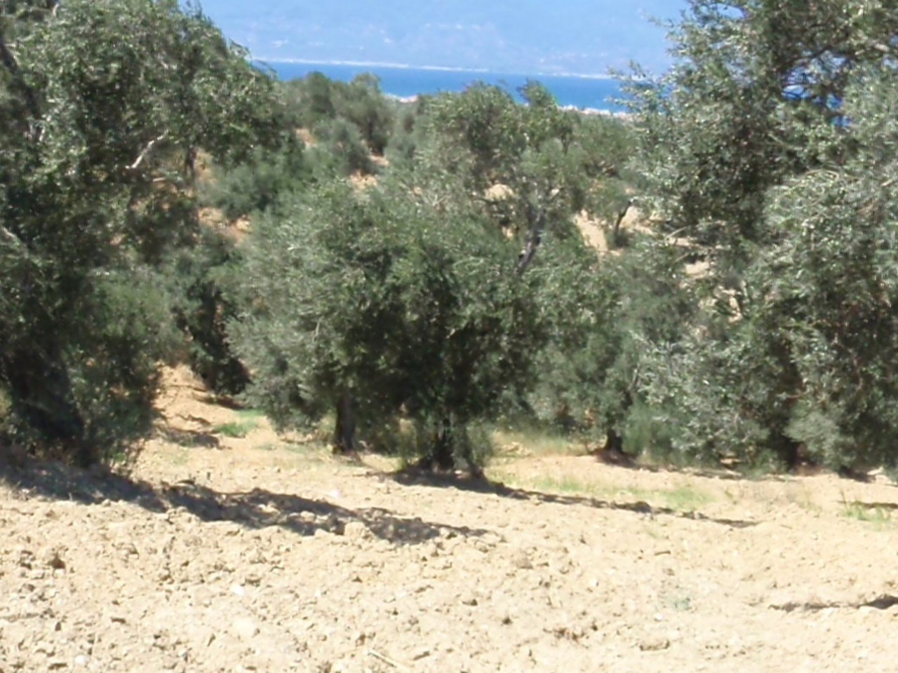 Mut çevresinde zeytin ağaçları ve doğal görünüm