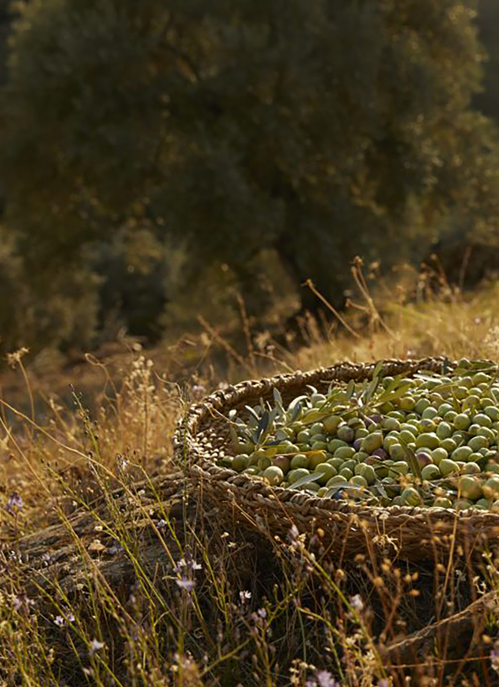 Kairos Zeytinevi hakkında görseli