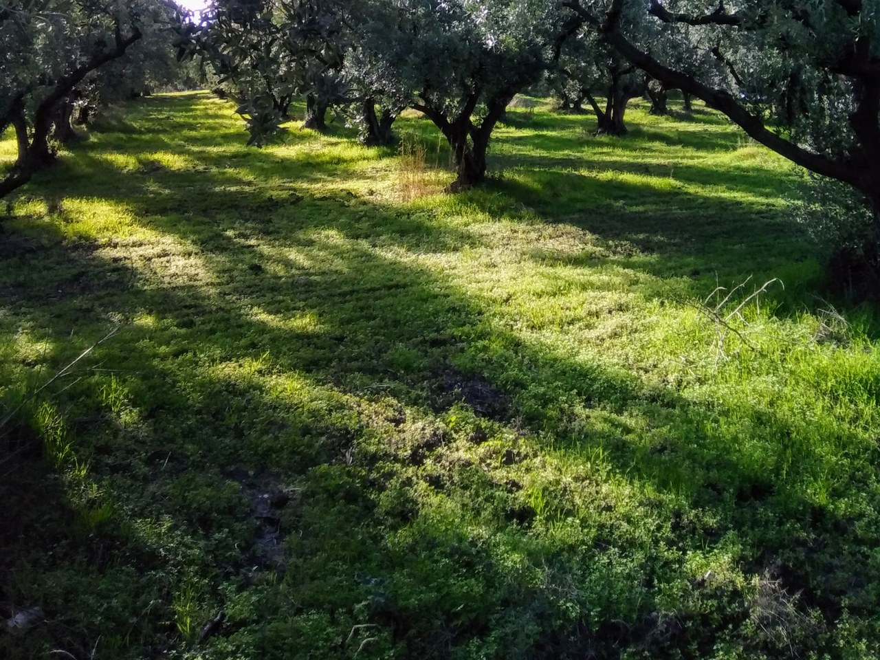 Erdek çevresinde zeytin ağaçları ve doğal görünüm