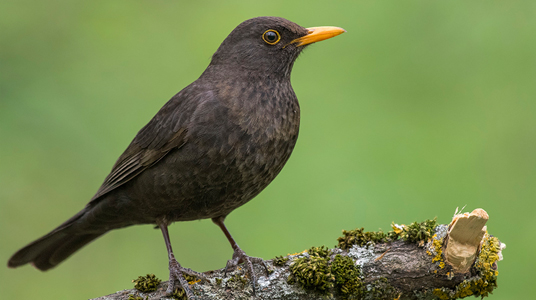 Kue Olive Oil hakkında görseli
