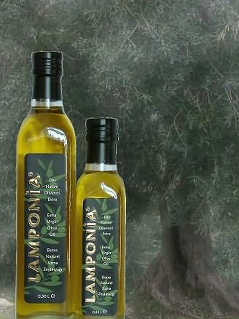 Lamponia şişe görseli 2