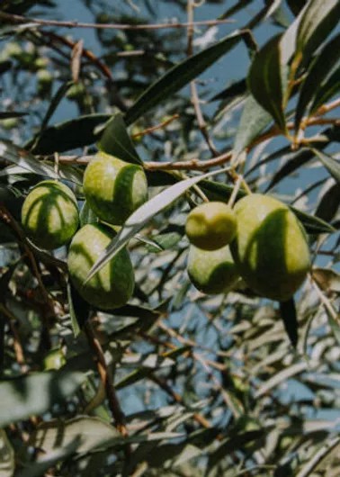 Milas Zeytinyağları hakkında görseli