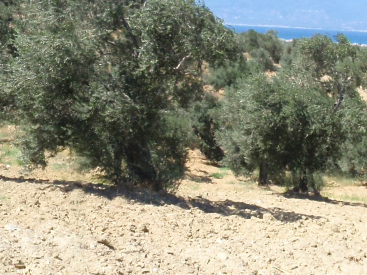 Ege Bölgesi çevresinde zeytin ağaçları ve doğal görünüm