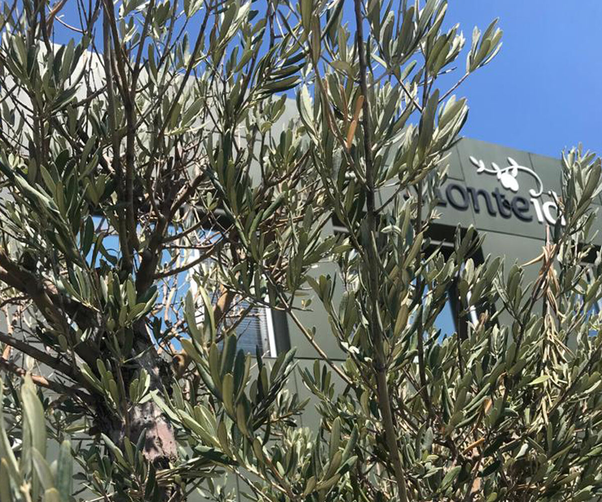 Monteida hakkında görseli