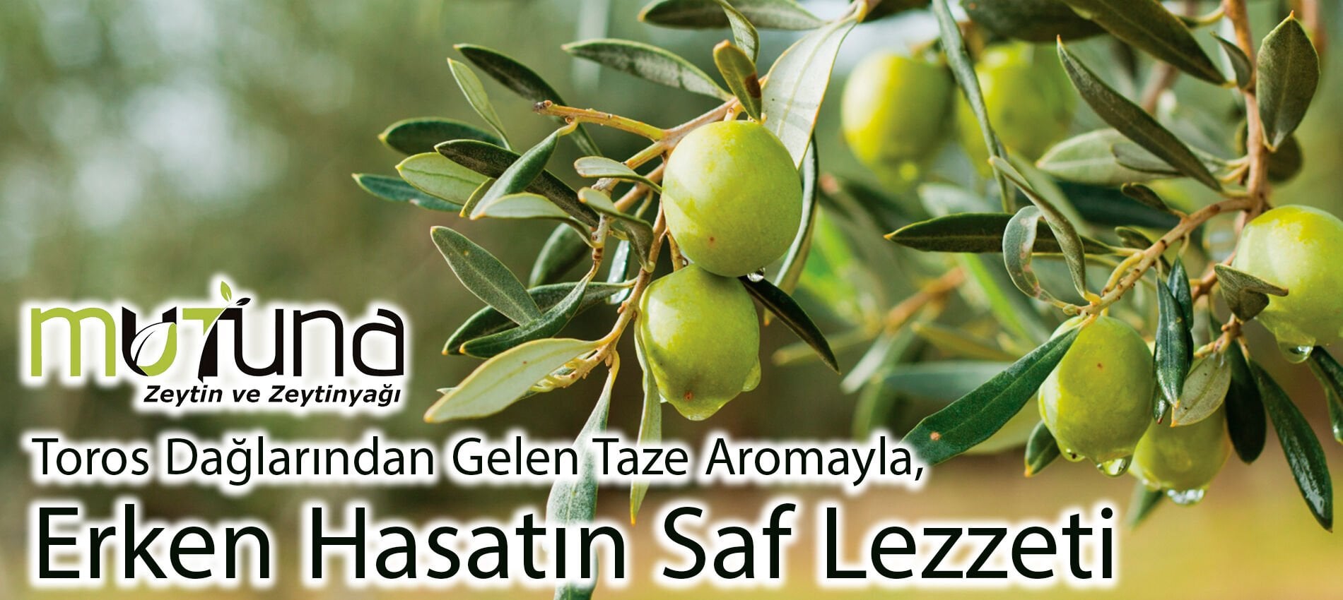 Mutuna hakkında görseli