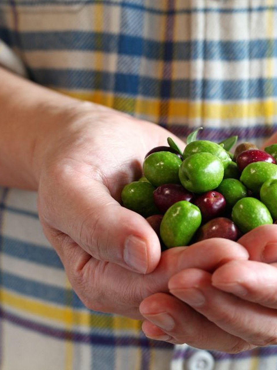 Namlı Zeytinleri şişe görseli 2