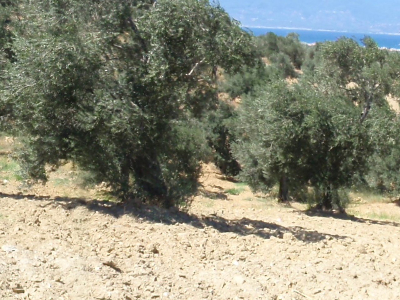 İstanbul çevresinde zeytin ağaçları ve doğal görünüm