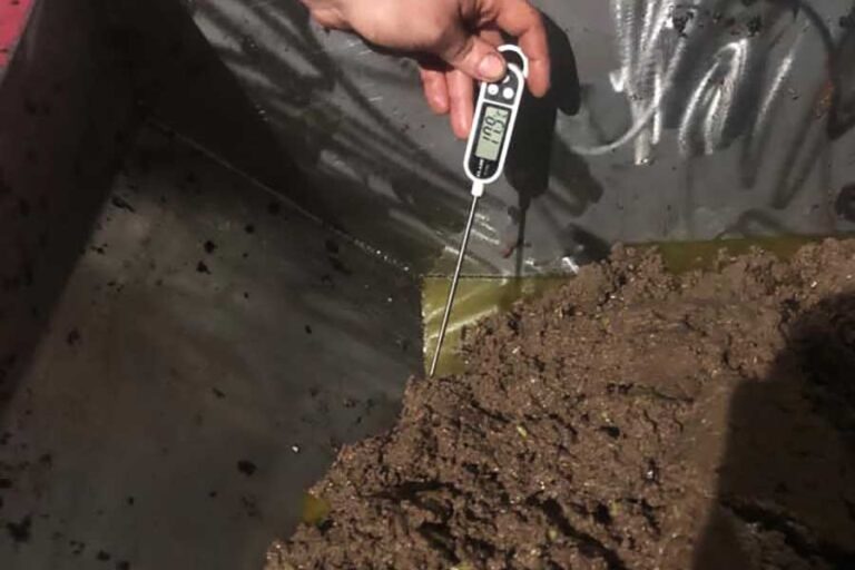 Nish Olive hakkında görseli