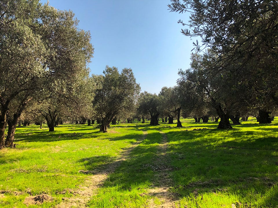 NovaVera hakkında görseli