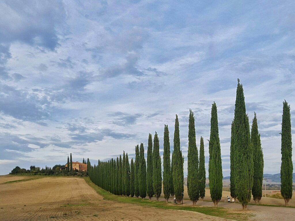 Olea Prilis hakkında görseli