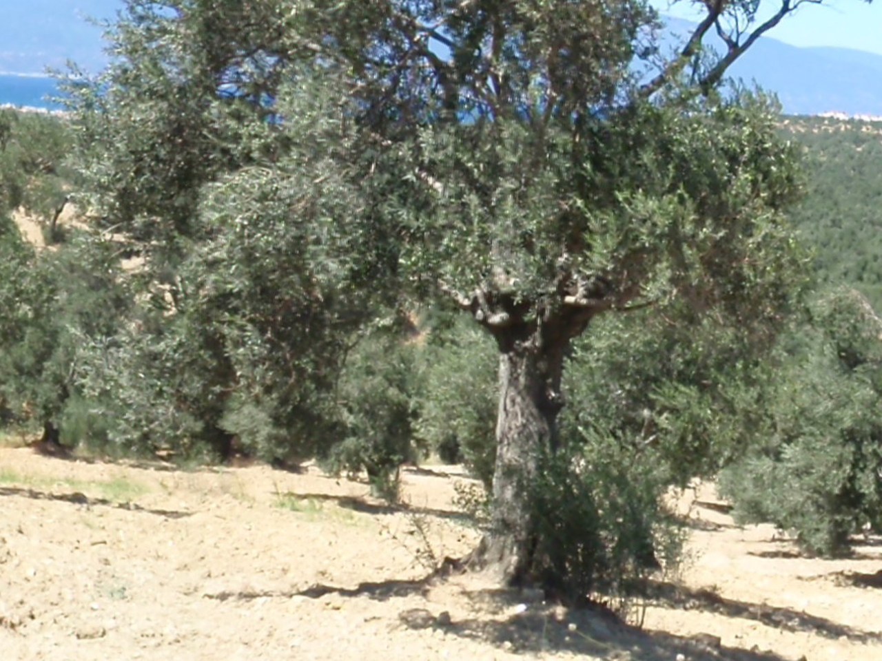 Milas çevresinde zeytin ağaçları ve doğal görünüm