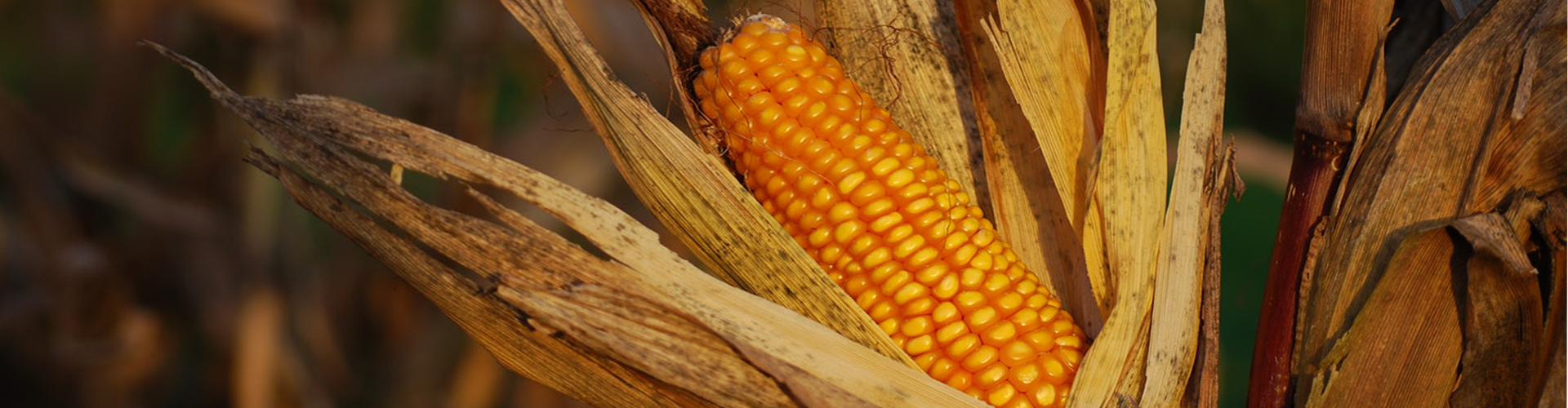 Olin hakkında görseli