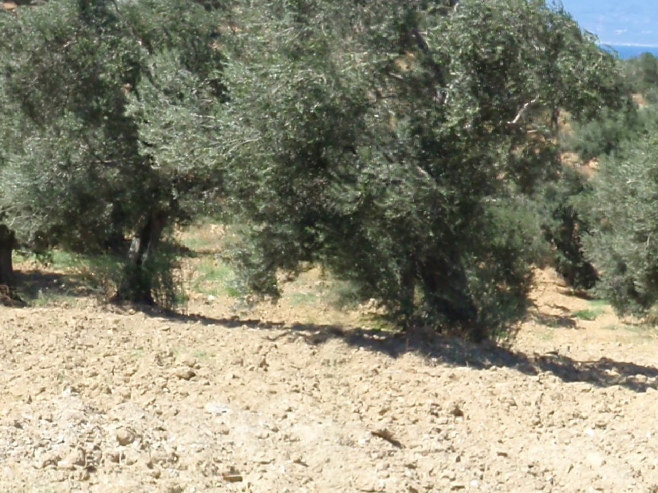 Urla çevresinde zeytin ağaçları ve doğal görünüm