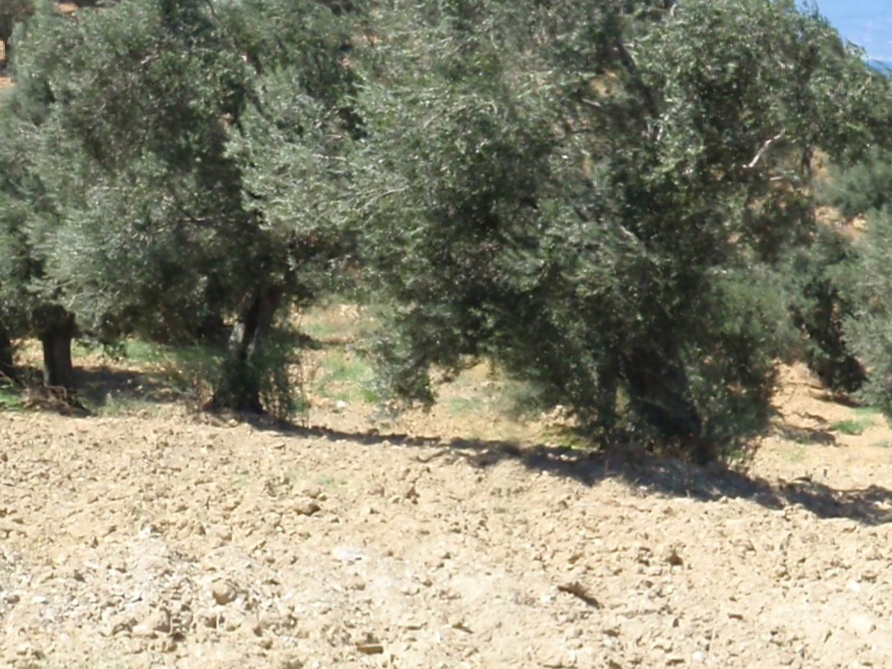 Edremit çevresinde zeytin ağaçları ve doğal görünüm