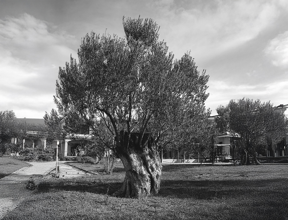 Olivamore hakkında görseli