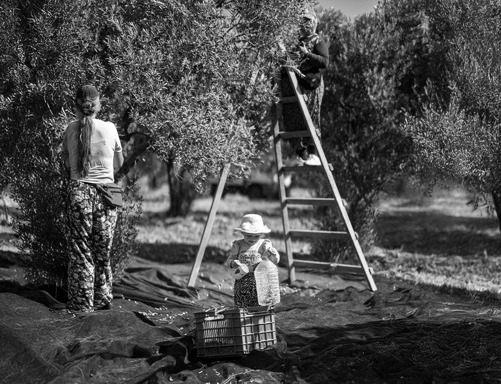 Olivamore hakkında görseli