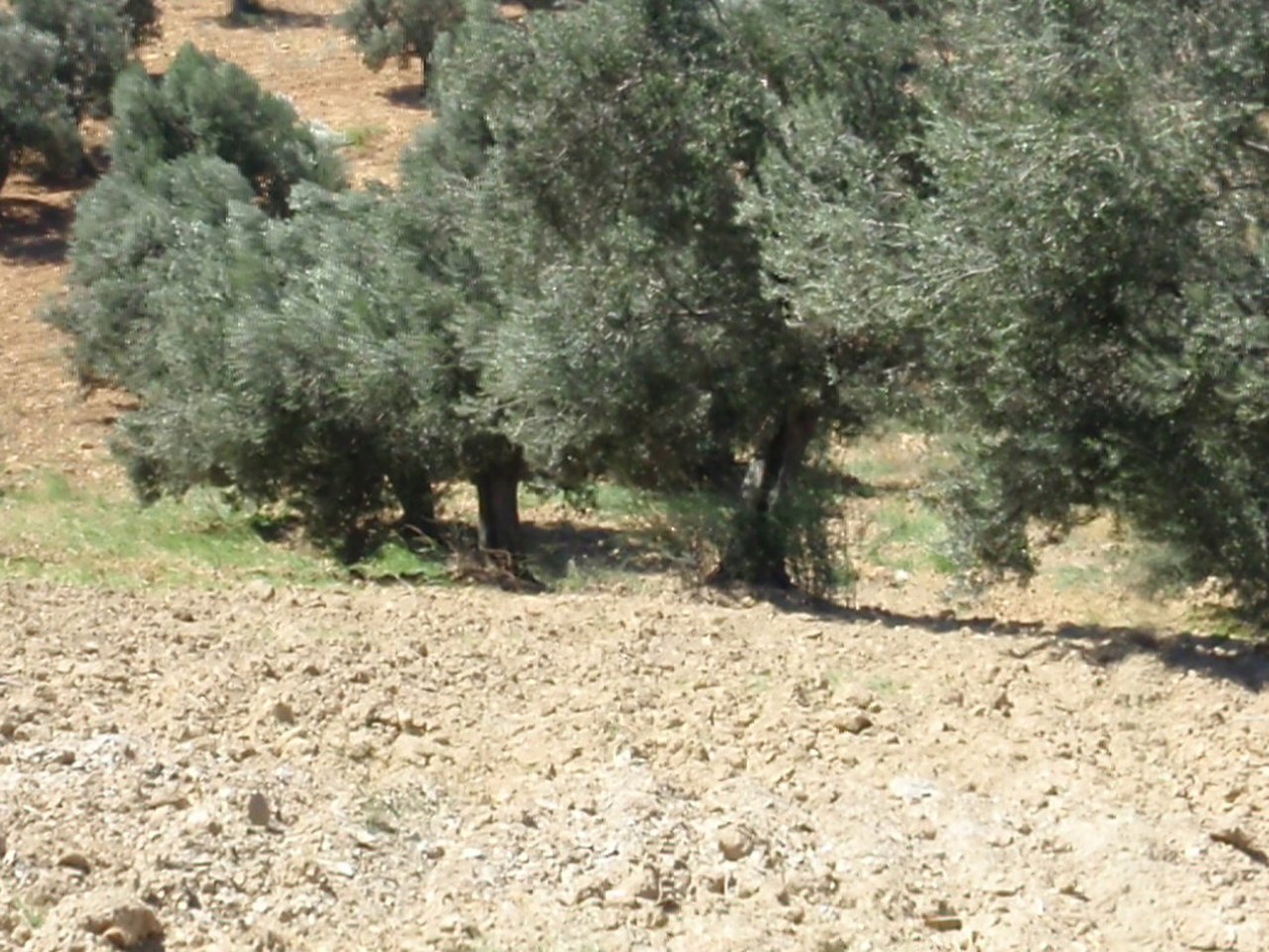 Ege Bölgesi çevresinde zeytin ağaçları ve doğal görünüm