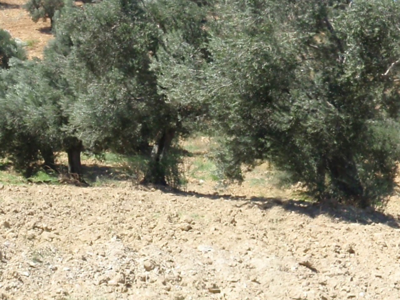 Edremit çevresinde zeytin ağaçları ve doğal görünüm