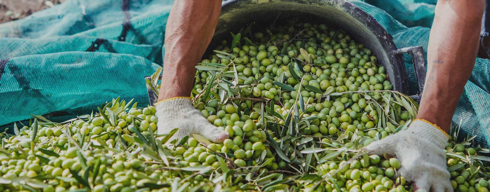OliveOilsLand hakkında görseli