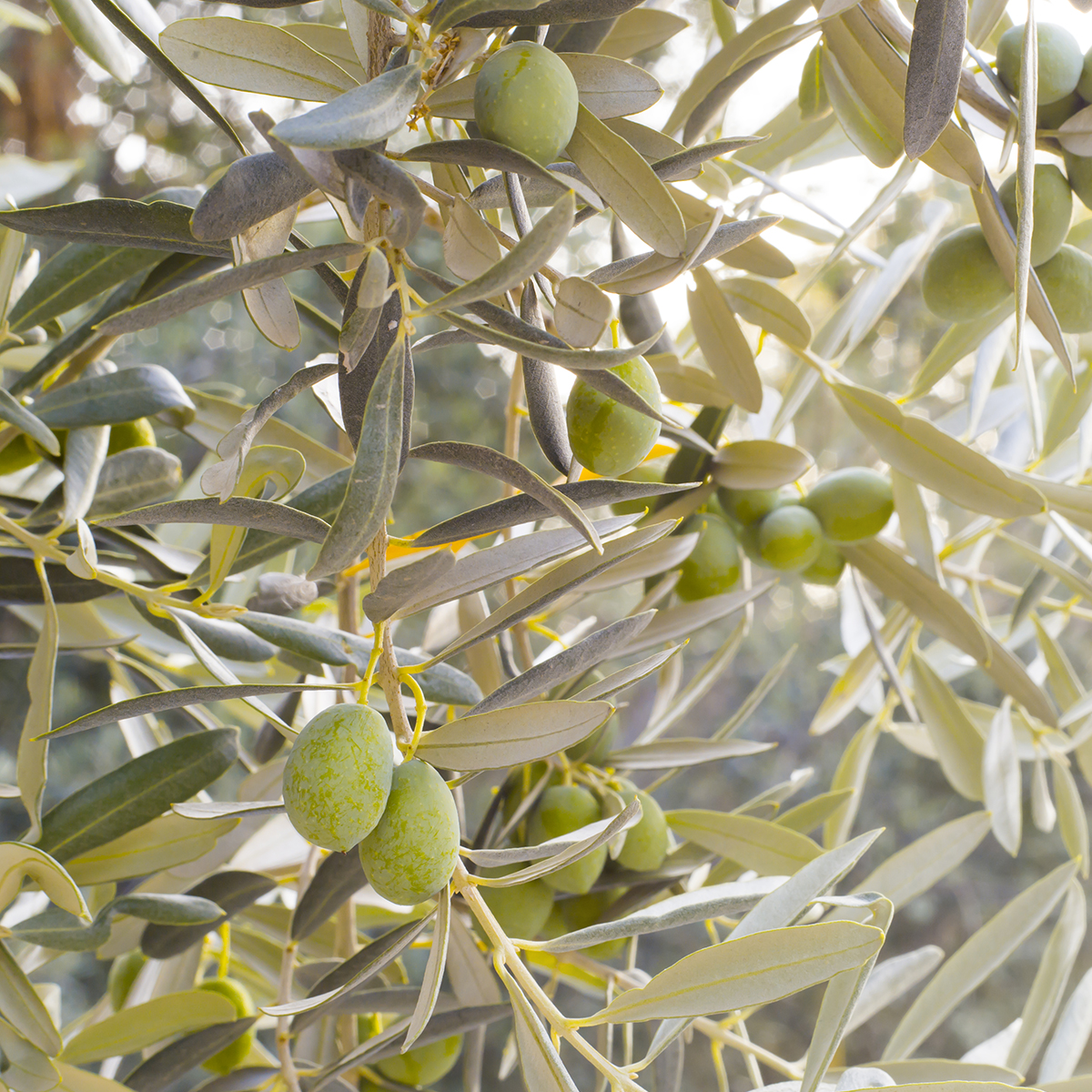 Onursel Zeytincilik hakkında görseli