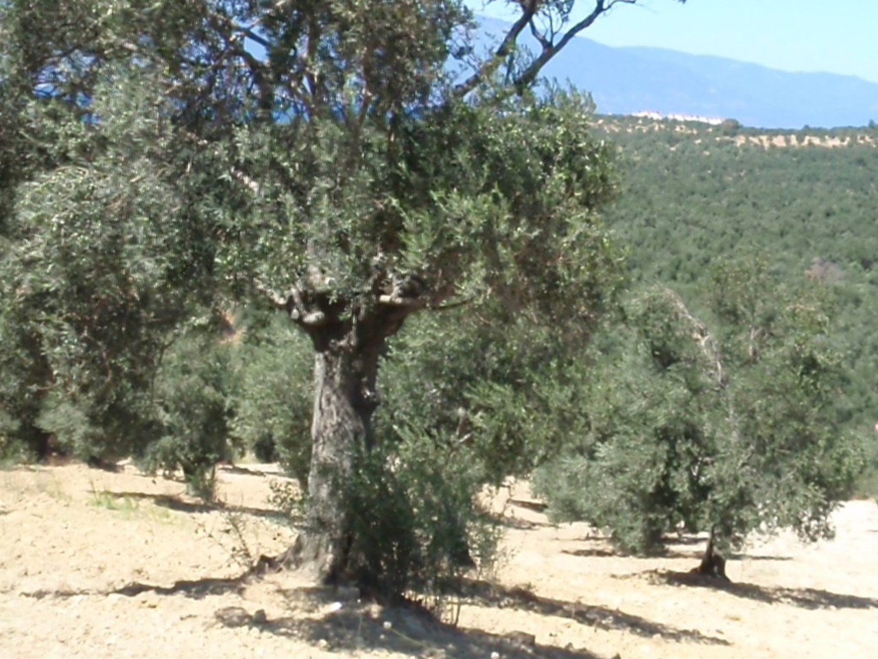 Aydın çevresinde zeytin ağaçları ve doğal görünüm