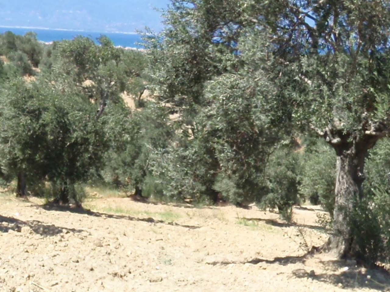 Ege Bölgesi çevresinde zeytin ağaçları ve doğal görünüm